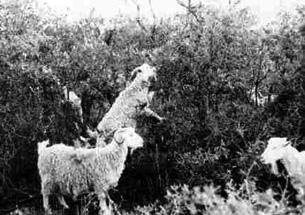 goats eating oak brush