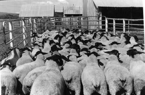 FLC  sheep herd