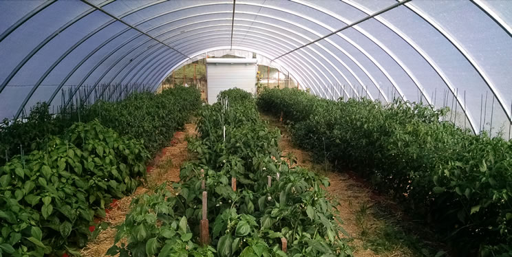 High tunnel hoop house. High tunnel hoop house.