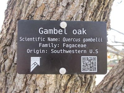 A Gambel Oak tree on campus tagged with information and a QR code.